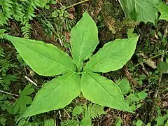 葉はふつう1個で、小葉は5-7個がやや掌状につく。和名のとおり、葉は広い。小葉間の葉軸は発達しない。