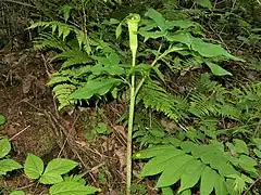 偽茎部の長さは葉柄よりはるかに長い。