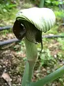 花・見えているのは仏縁苞の背面