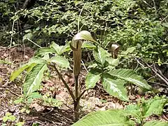 キシダマムシグサ。仏炎苞舷部が糸状に長く伸び、花序付属体は紫褐色で微細な紫色の斑点がある。兵庫県神戸市。5月上旬。