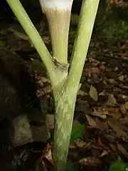 偽茎部と鞘状葉は淡緑色から淡紫褐色になり、ふつう、ほとんど斑もようがない。