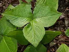 葉身は無柄で3個に分裂し、縁に微細な鋸歯が密にある。