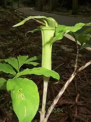 花序柄はふつう葉柄部とほぼ同じ長さ。仏炎苞は淡緑色でま、仏炎苞筒部はやや太い円筒形で、仏炎苞口辺部は狭く開出する。