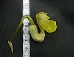 オオバウマノスズクサの花