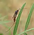 Aritranis longicauda (トガリヒメバチ亜科)