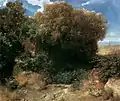 カンパーニャの風景、1857-1858年、旧国立美術館