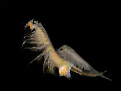 アルテミアの1種 Artemia salina(無甲目)