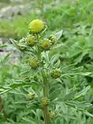 植物体全体にまだ毛がある頃。7月上旬。