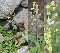 頭花は茎の中部から上端の葉腋に1-2個ずつつき、10数個が総状または複総状につき、下向きに咲く