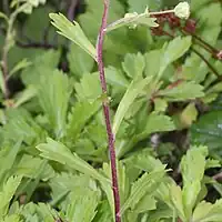花茎は紫色を帯びる茎葉は単葉で、葉柄はなく、先は浅く3-5裂し、まばらに互生する