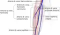 Segments of the femoral artery.