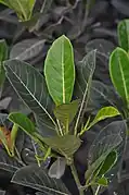 パラミツの葉