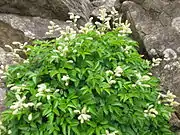 ミヤマヤマブキショウマ