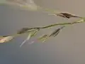 小穂の様子