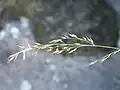 花序の様子