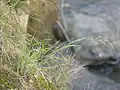 岩頭に生えている株