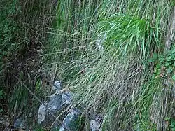 Setaria viridis