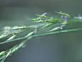 花序の一部・開花中のもの