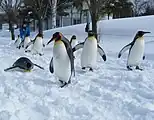 冬期開園時の名物「キングペンギンの散歩」