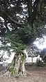 御神木