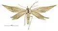 Asaphodes oxyptera(固有種)