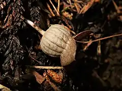 萼筒は丸みのある筒形で、縦筋の落ち込みが目立つ。