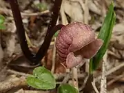 萼裂片の表面に短毛が生える。