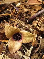 萼裂片は黄褐色に淡紫色の斑点が入り、雌蕊は暗紫色で萼筒の入口まで達する。