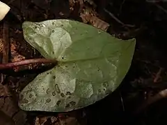 葉の裏面。
