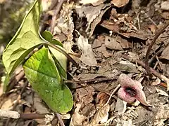 アラカワカンアオイ新潟県関川村 2018年4月