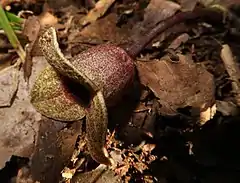 花の側面。