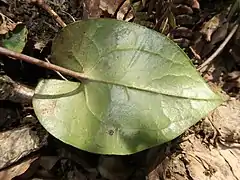 葉の裏面。