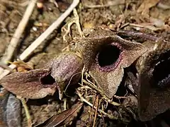 萼裂片は卵状三角形で、斜めに開き、表面には微毛が生える。