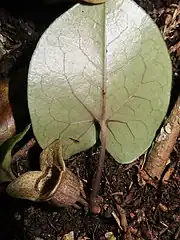 葉の裏面は無毛。