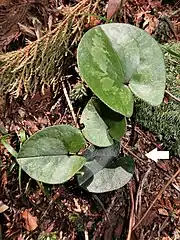 4月中旬、花はまだ蕾（⇐矢印）。藤原岳中腹。