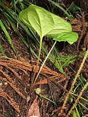 根茎の先端から毎年1-2枚の葉を出す。葉柄は長い。葉は秋に落葉する。