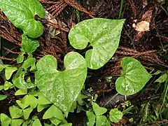 葉は広卵形で薄く、先端はとがり、基部は心形になる。葉の表面は葉脈に沿って軟毛が散生し、白斑は入らない。