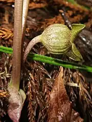 花柄は長さ約2cmになる。萼筒は丸みのある壺形で、外面は紫色を帯びたグリーンオリーブ色、喉部の直径は狭く萼筒の径のほぼ半分となる。