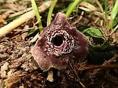 萼筒の入口は環状のつばがあり、その周囲に隆起した白いしわ状のひだが形成される。萼裂片は卵形から卵状三角形で、表面は暗紫色の短毛が密生し、縁はゆるく波打つ。葉柄は淡緑色になる。