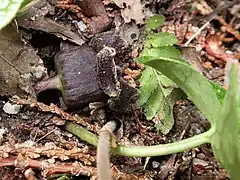 花柄は長さ1cmほどで、花は横向きにつく。萼筒は短い鐘状筒形で、上部はややくびれる。