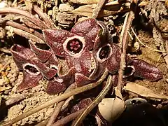 花はふつう暗紫色。喉部に口環がある。萼裂片の表面には短毛が密生する。