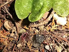 萼裂片の長さは萼筒よりはるかに長い。