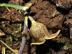 やや丸みをおびた筒形で筒上部が軽くくびれる。