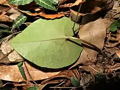 葉の裏面は無毛。