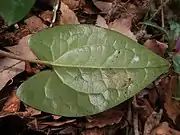 葉の裏面は淡緑色で無毛。