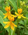 シルキーゴールド (Asclepias curassavica 'Silky Gold')