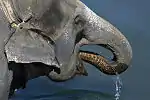 水飲み