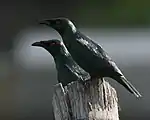 つがい