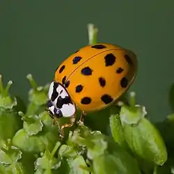 Harmonia axyridis