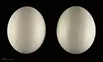 Asio flammeus flammeus